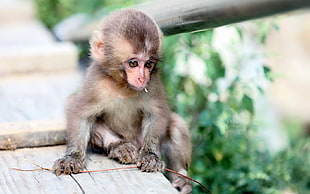 closeup photography of brown monkey